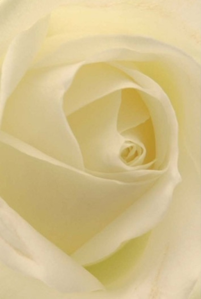 Viewed in stunning close-up, this timeless white rose is a study in tranquility and sophistication-its spiraled core encircled by layer upon layer of creamy petals, reminiscent of the luminous mornings found near Hamilton Terrace or the serenity of St John's Wood High Street before the city stirs. An interplay of white and subtle cream shimmers across the flower's surface, the petals soft and matte, each curl reflecting gentle, natural light as if illuminated from within. Every detail-down to the nearly translucent, perfectly arranged outer petals-whispers of both nature's insight and the artistry of a local florist. As one who crafts arrangements for the St John's Wood area, I see this rose as a perfect offering for moments that matter deeply: honouring a loved one at St John's Wood Church, adding eloquence to a wedding celebration, or simply sending love across the neighbourhood. The quiet resilience and purity expressed in the heart of the bloom echo the enduring values of this community. Imagine a faint, serene fragrance-clean and comforting-permeating the air, creating a sense of peace and belonging. In its subtle gradations, this rose mirrors life's important moments, always appropriate, always cherished, elevating any occasion with its natural beauty and thoughtful composition.